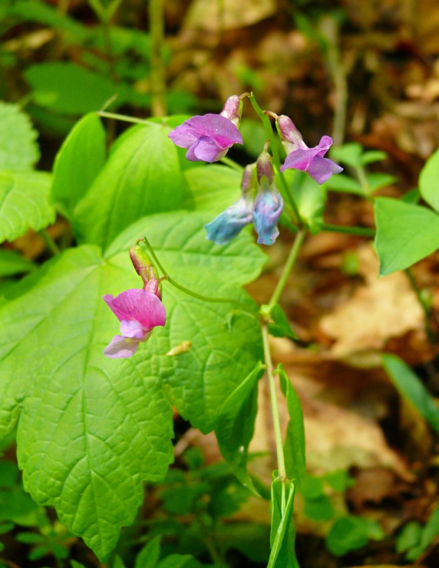 Lathyrus vernus