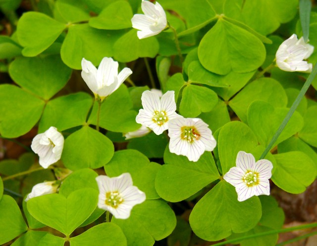 Oxalis acetosella