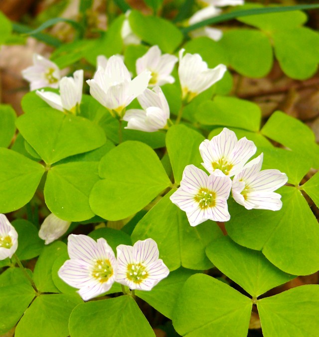 Oxalis acetosella