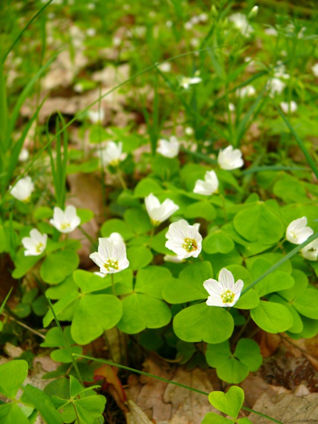 Oxalis acetosella