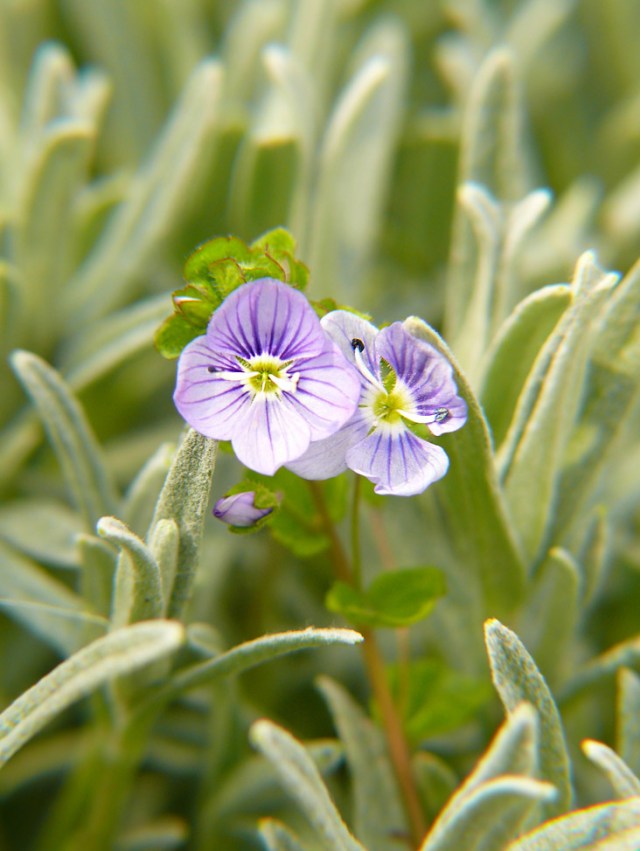 Veronica filiformis