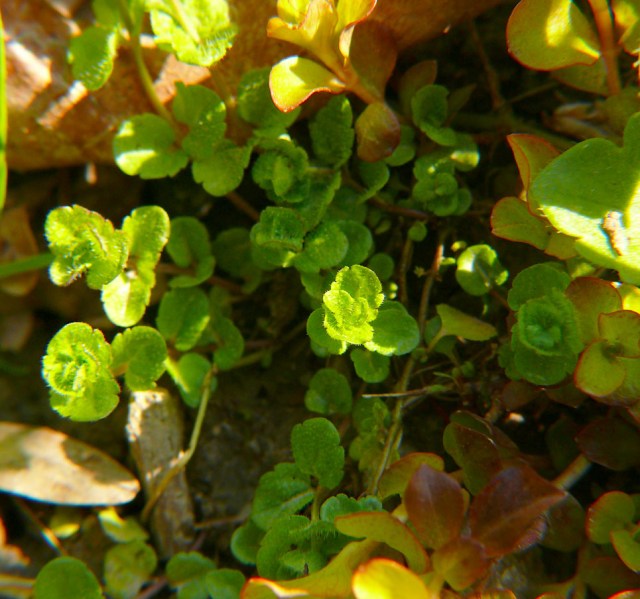 Veronica filiformis