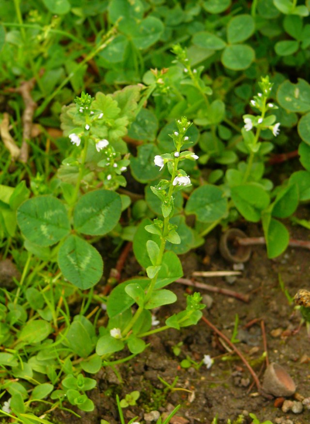 Veronica serpyllifolia