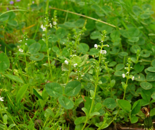 Veronica serpyllifolia