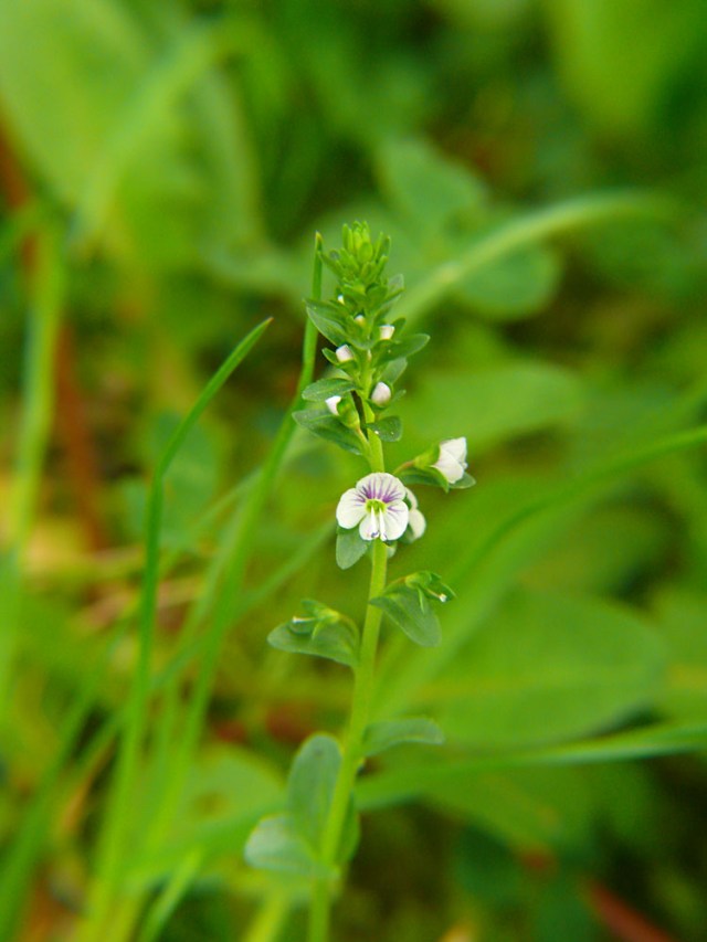Veronica serpyllifolia