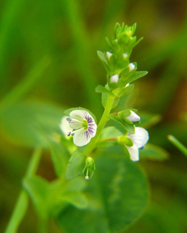 Veronica serpyllifolia