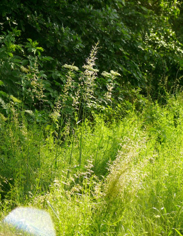 Arrhenatherum elatius