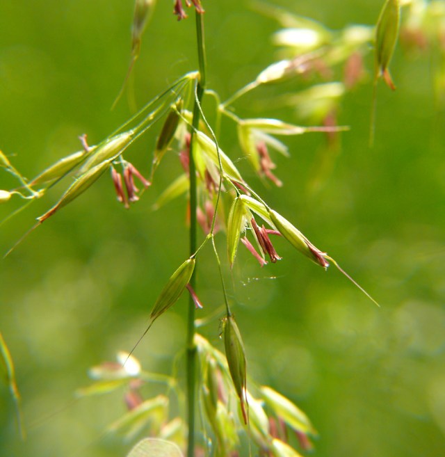 Arrhenatherum elatius