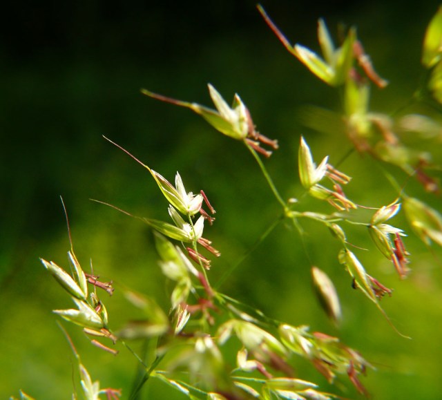 Arrhenatherum elatius