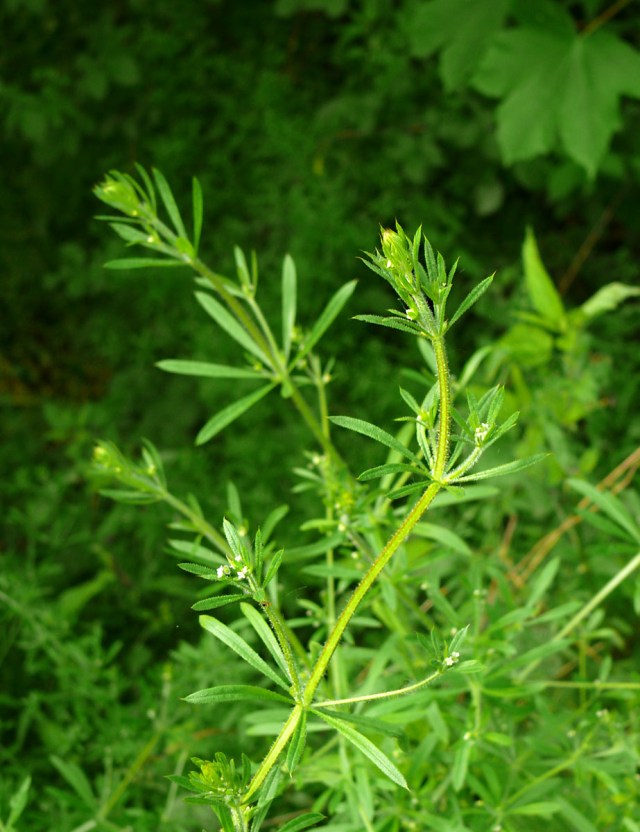 Galium aparine