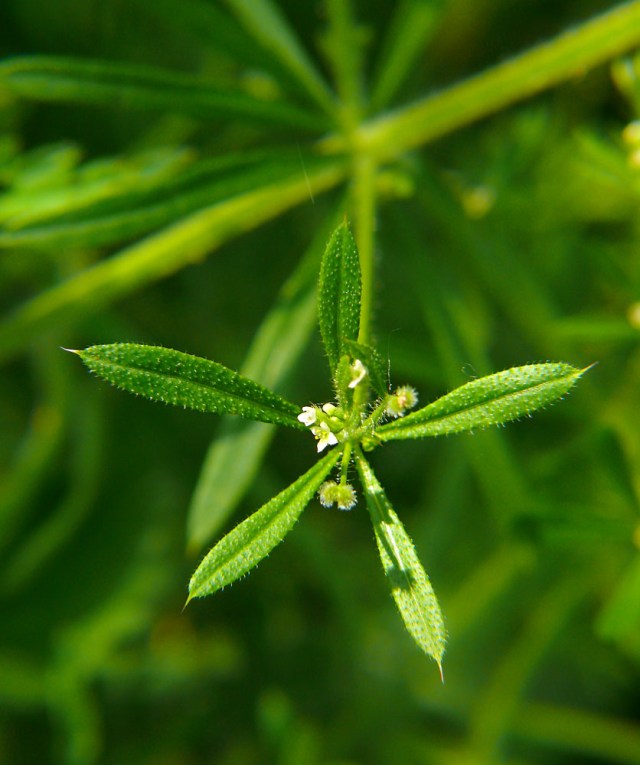 Galium aparine