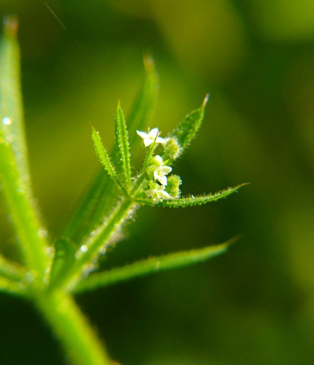 Galium aparine