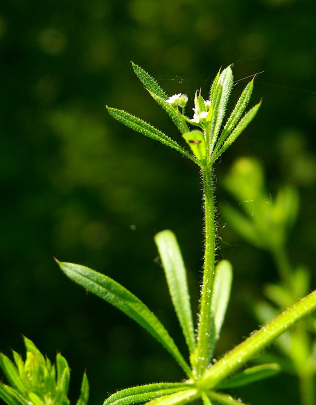 Galium aparine