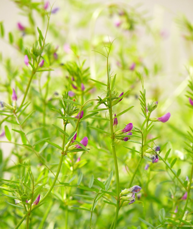 Vicia angustifolia