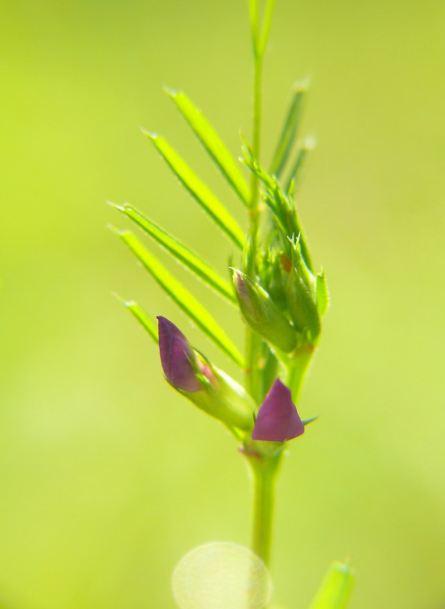 Vicia angustifolia
