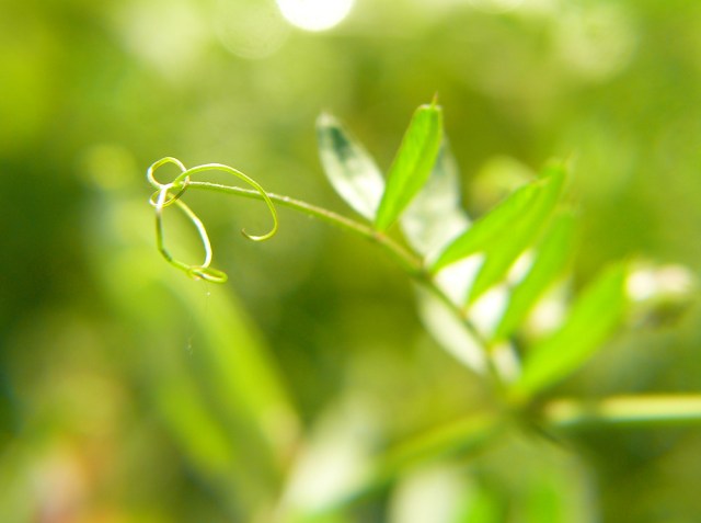 liść z wąsem czepnym