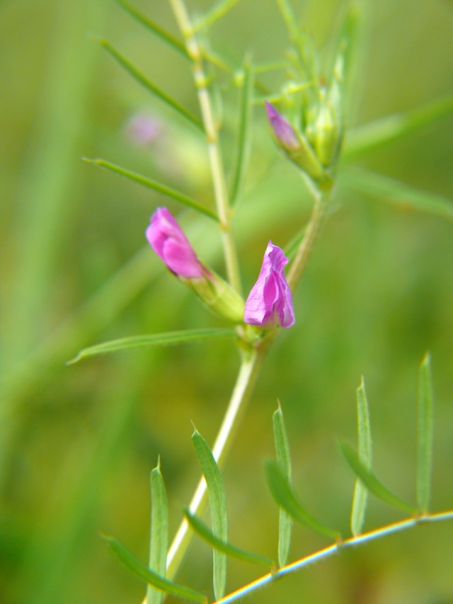 Vicia angustifolia