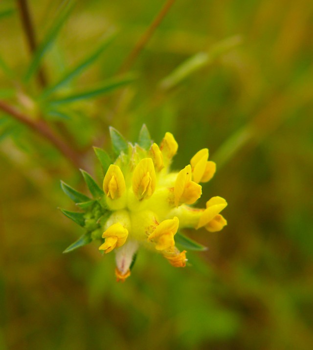 Anthyllis vulneralia