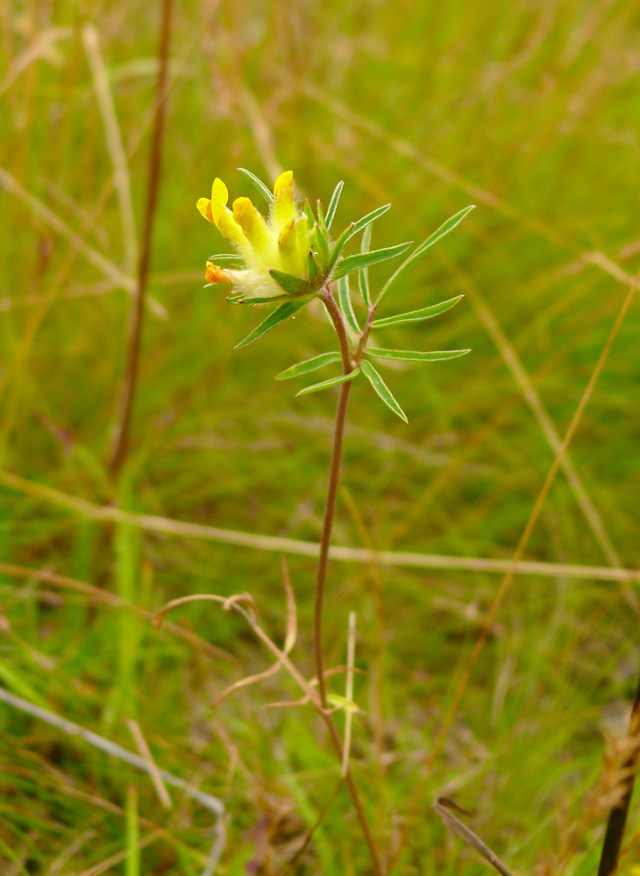 Anthyllis vulneralia