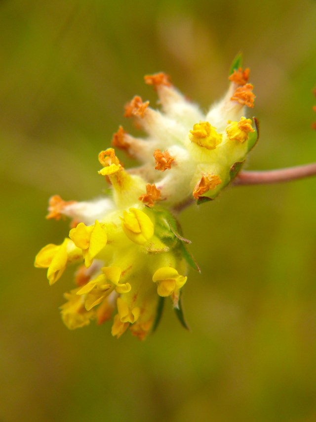Anthyllis vulneralia