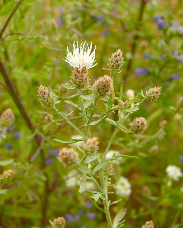 Centaurea stoebe