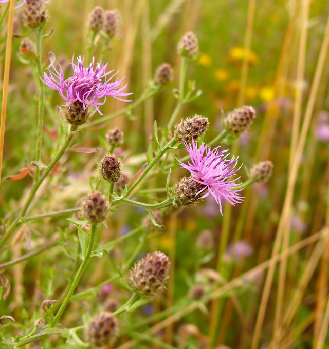 Centaurea stoebe