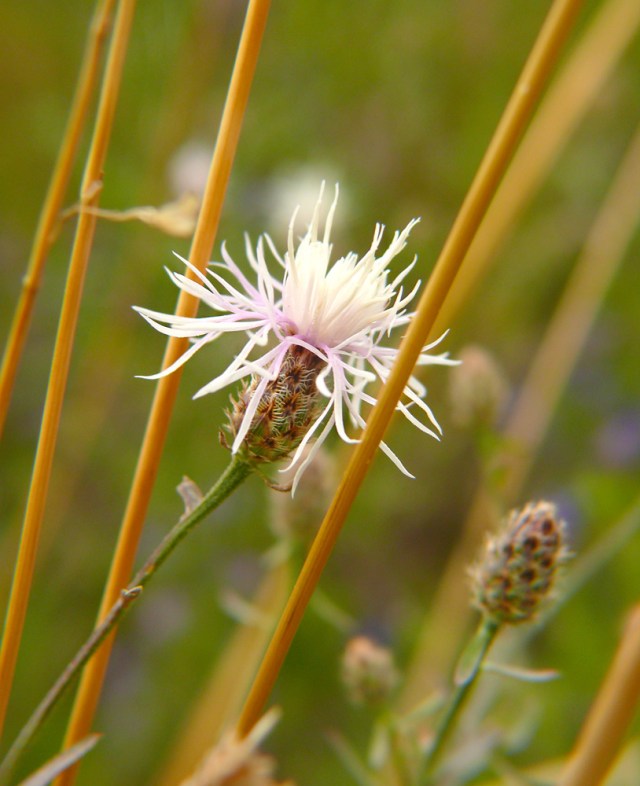 Centaurea stoebe