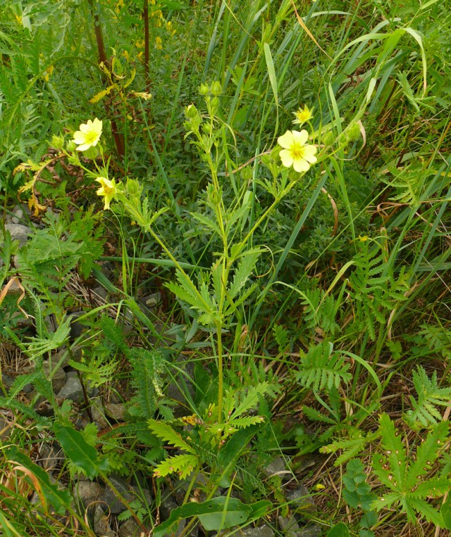 Potentilla recta