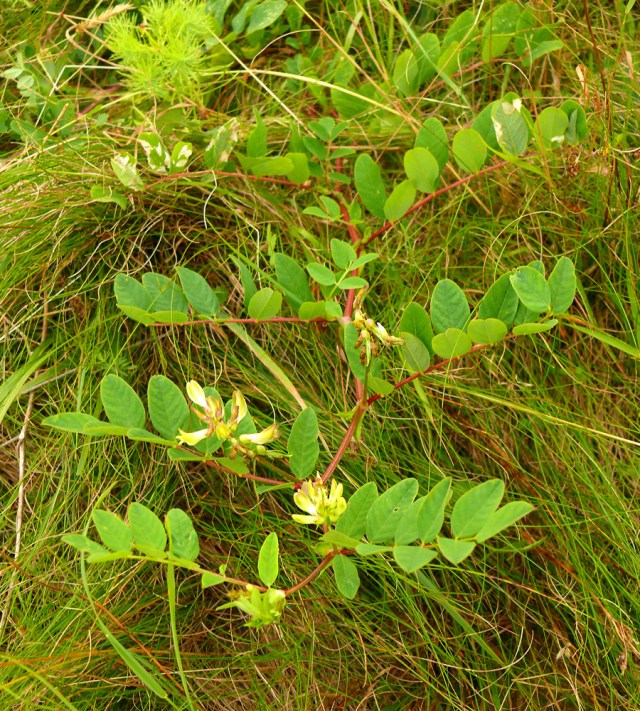 Astragalus glycophyllos