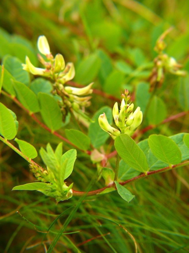 Astragalus glycophyllos