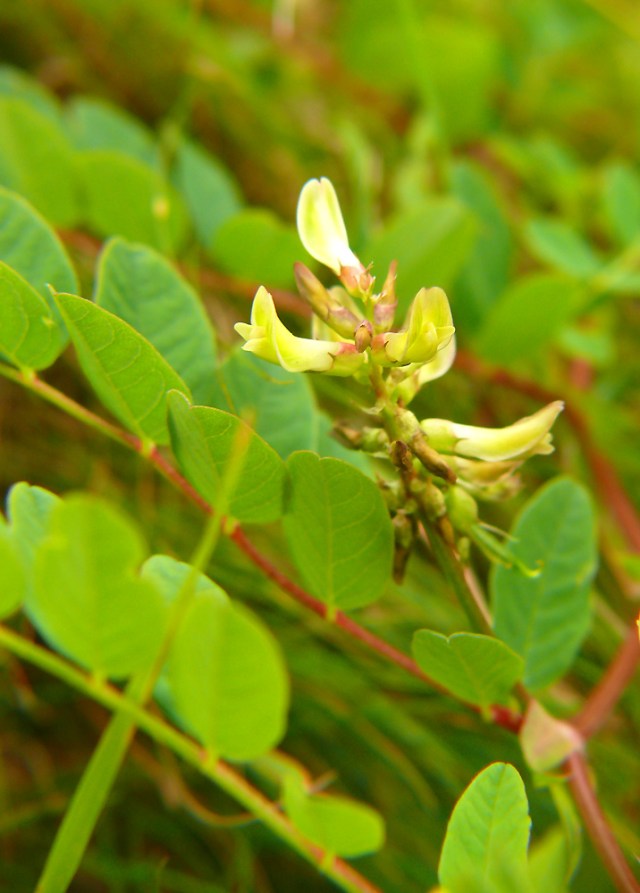 Astragalus glycophyllos