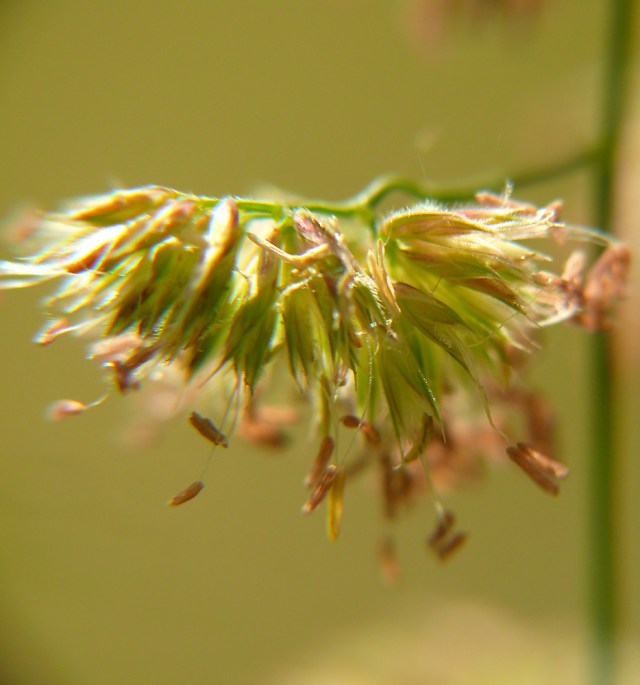 Dactylis glomerata