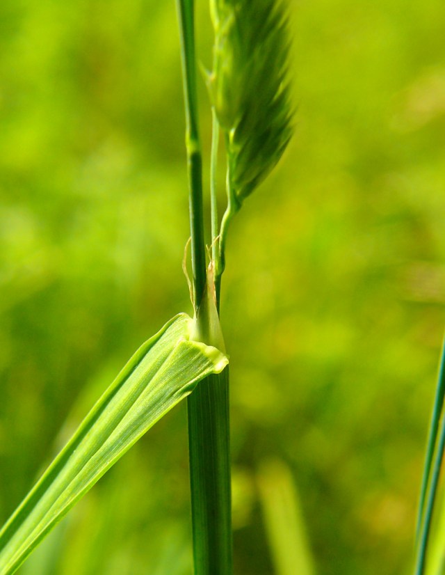 Dactylis glomerata - języczek