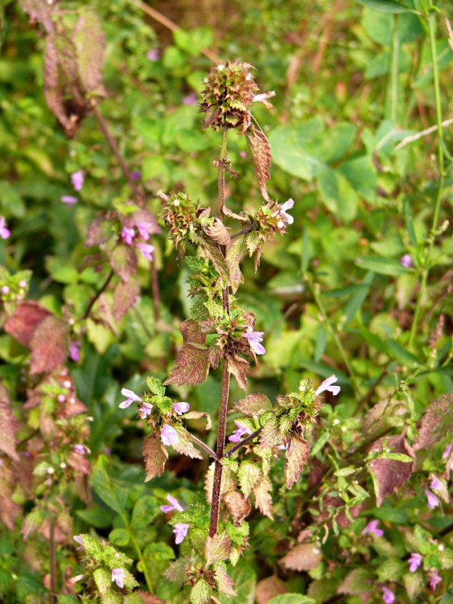 Ballota nigra