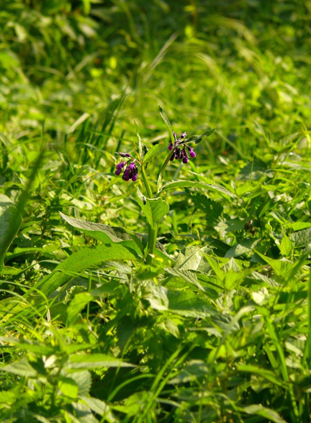 Symphytum officinale