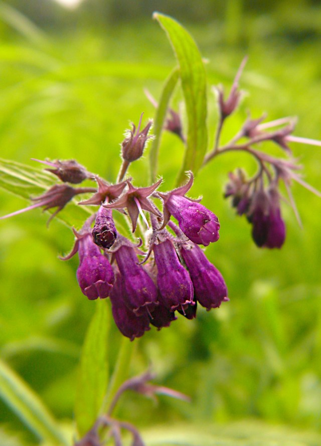 symphytumofficinale2