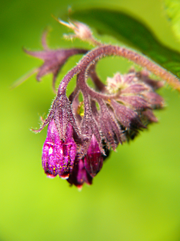 Symphytum officinale