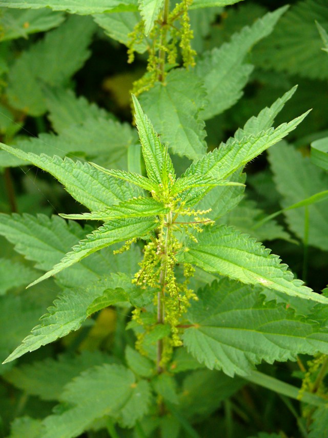 Urtica dioica