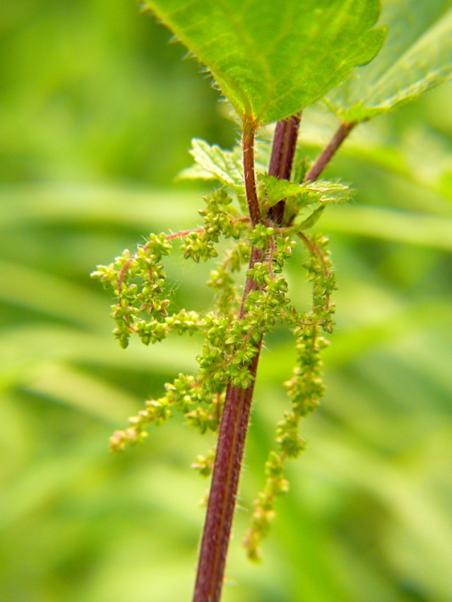 Urtica dioica