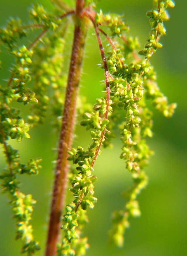 Urtica dioica