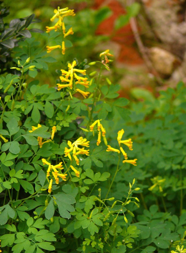 Corydalis lutea