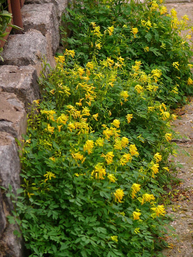 Corydalis lutea