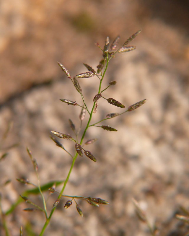 Eragrostis minor