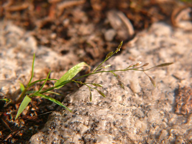 Eragrostis minor
