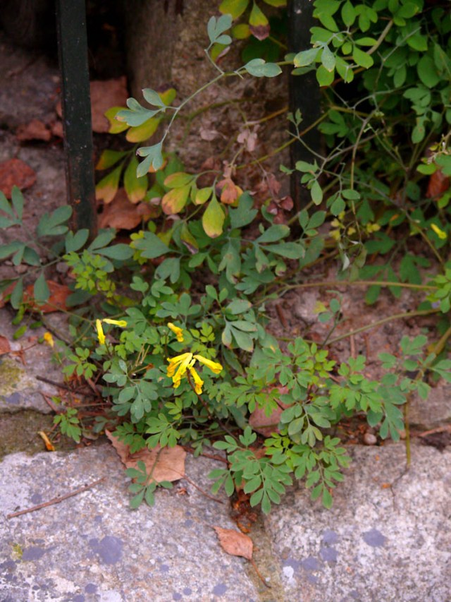 Corydalis lutea