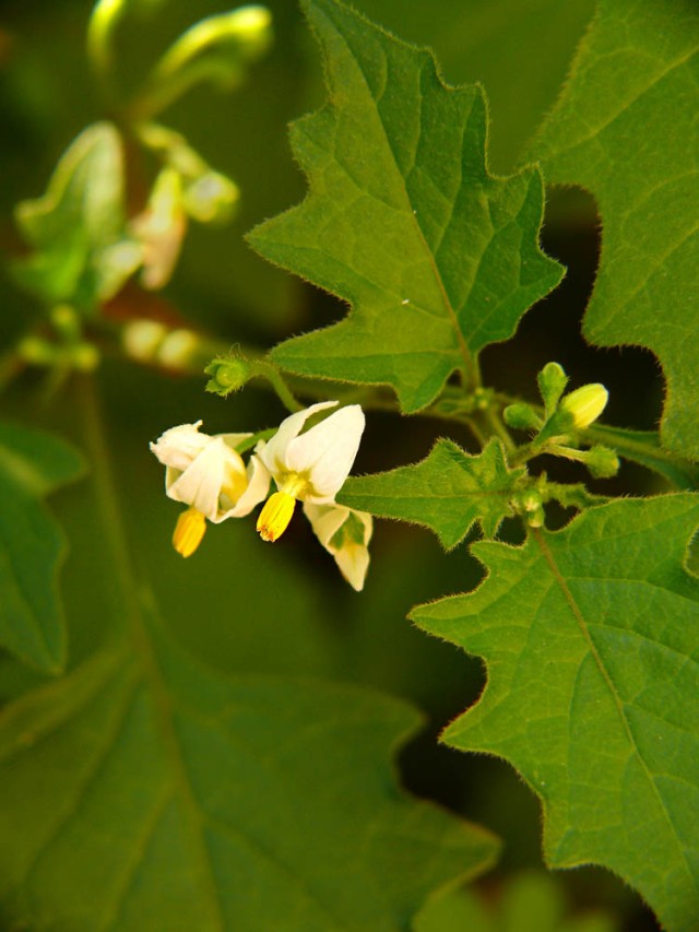 Solanum nigra