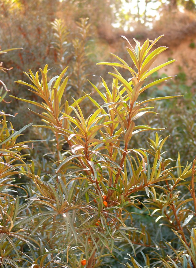 hippophaerhamnoides2