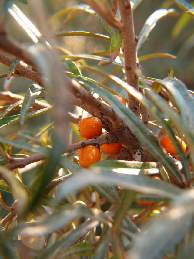 hippophaerhamnoides3