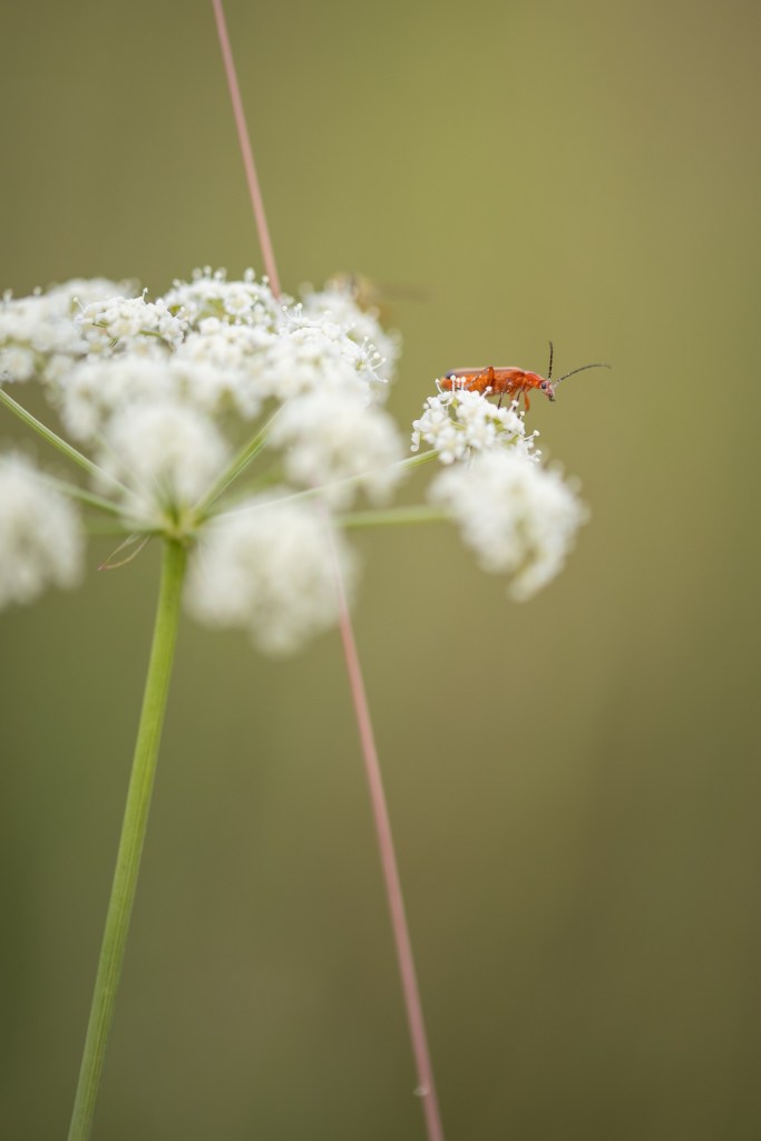 gorysz pagórkowy Peucedanum oreoselinum