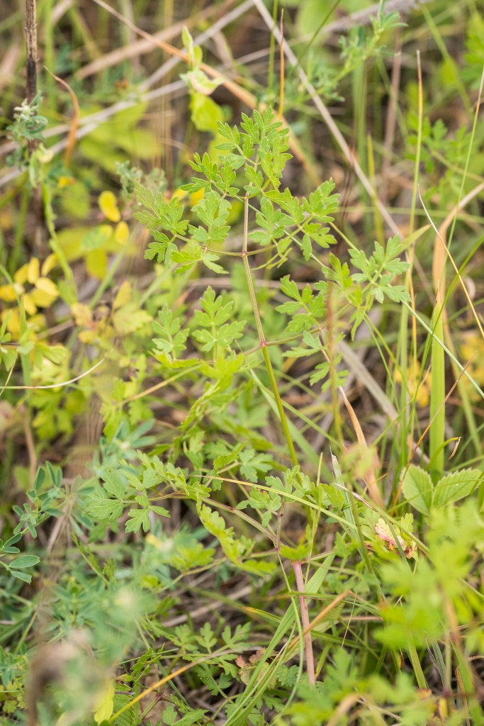 gorysz pagórkowy Peucedanum oreoselinum - liść